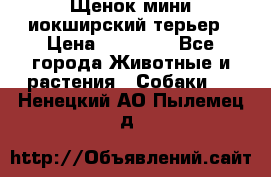 Щенок мини иокширский терьер › Цена ­ 10 000 - Все города Животные и растения » Собаки   . Ненецкий АО,Пылемец д.